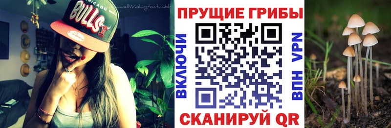 Купить закладки  Магадан  Псилоцибиновые грибы MAGIC MUSHROOMS 